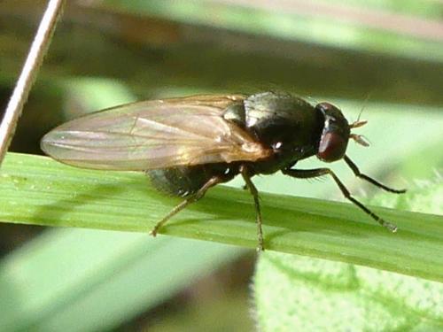 Réf. 274 594 : Calliopum sp.