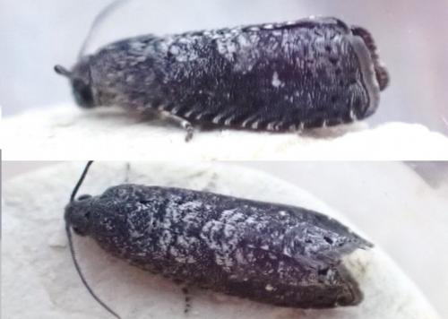 Réf. 274 627 : Grapholita molesta