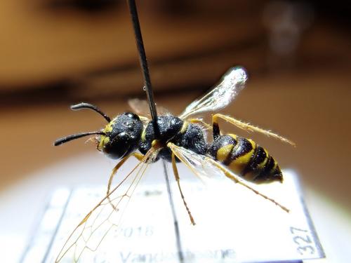Philanthus triangulum