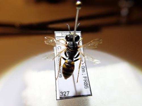 Philanthus triangulum