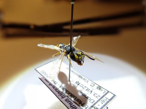 Philanthus triangulum