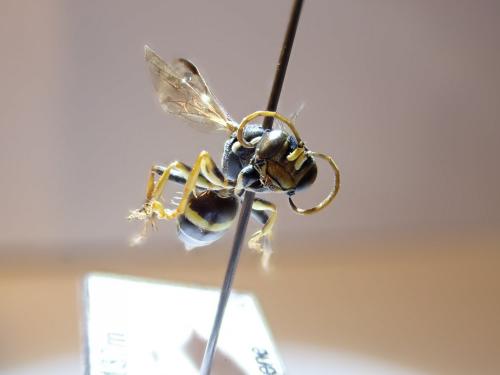 Lestiphorus bicinctus