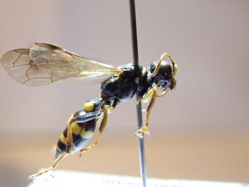 Lestiphorus bicinctus
