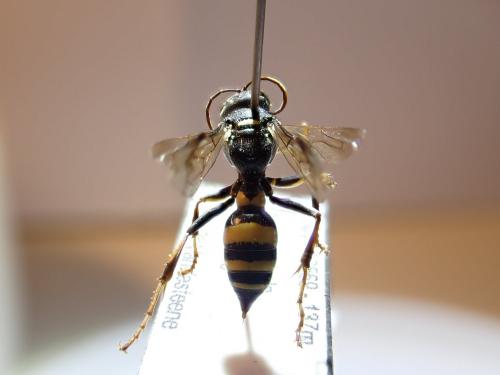 Lestiphorus bicinctus