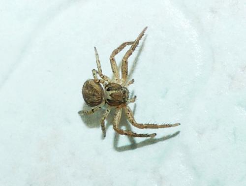 Xysticus sp.