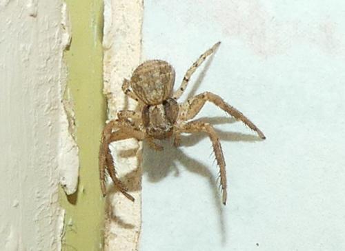 Réf. 274 722 : Xysticus sp.