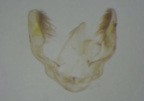 Grapholita molesta