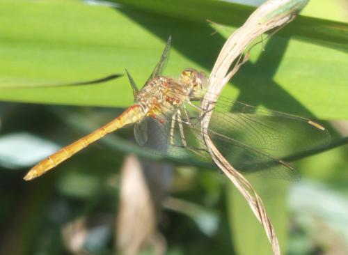 Sympetrum meridionale