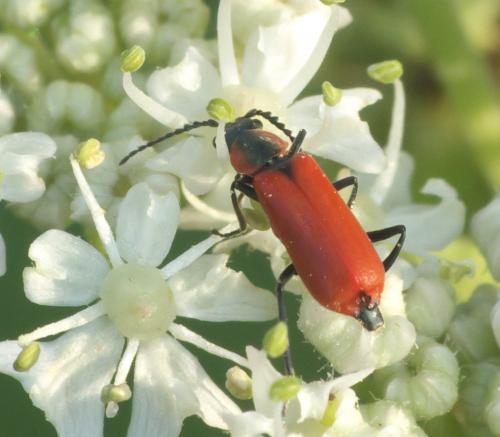 Réf. 274 376 : Anthocomus rufus