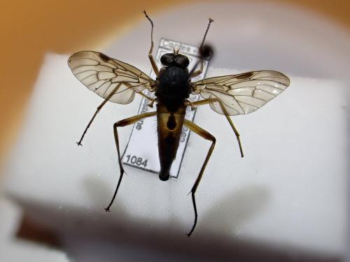 Rhagio vitripennis