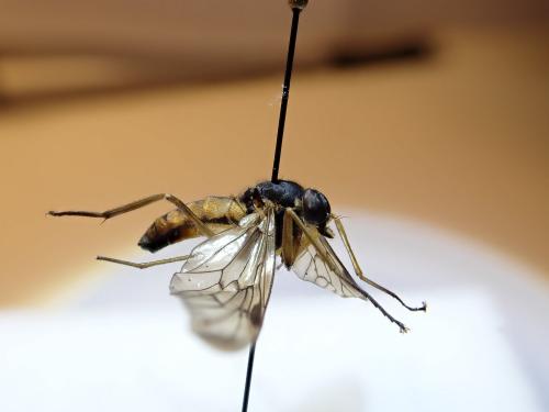 Rhagio vitripennis