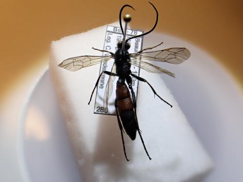 Réf. 274 792 : Stenichneumon culpator