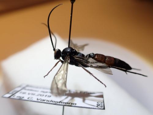 Réf. 274 791 : Stenichneumon culpator