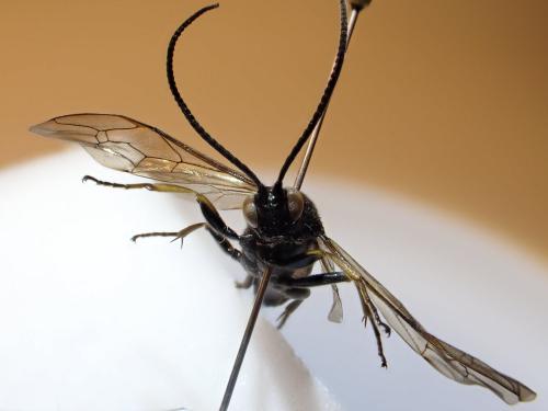 Réf. 274 793 : Stenichneumon culpator
