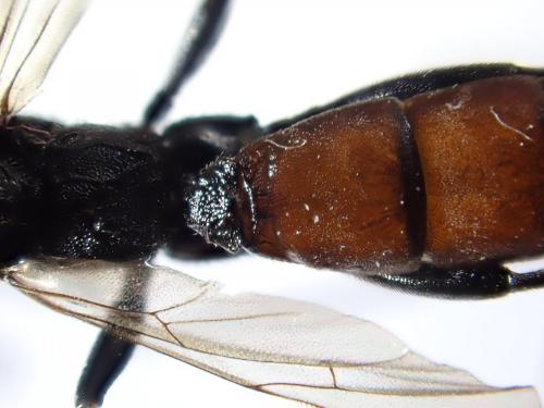 Réf. 274 810 : Stenichneumon culpator