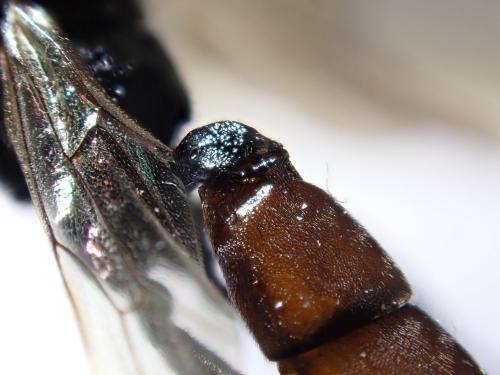 Réf. 274 811 : Stenichneumon culpator