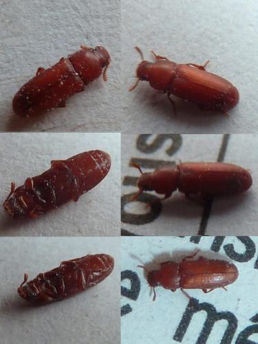 Tribolium castaneum