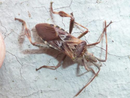 Leptoglossus occidentalis