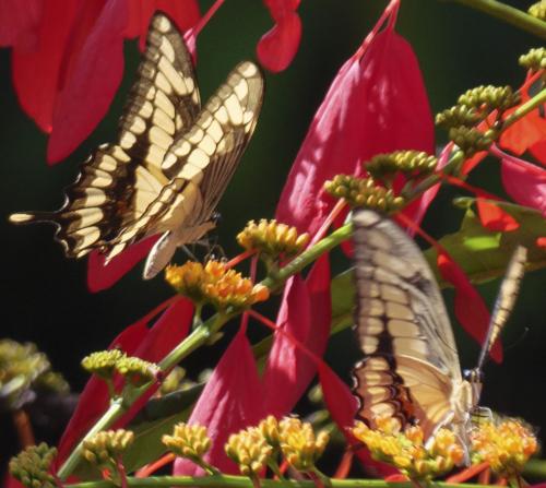 Papilio sp.