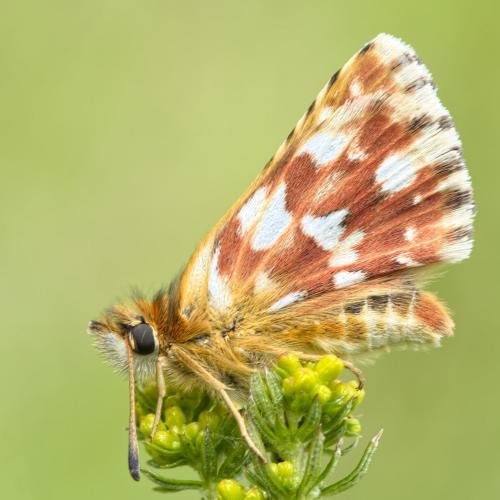 Réf. 274 352 : Spialia sertorius