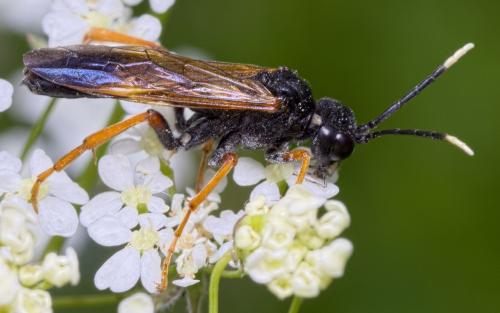 Tenthredo crassa