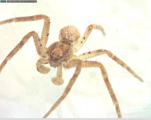 Réf. 274 199 : Philodromus dispar