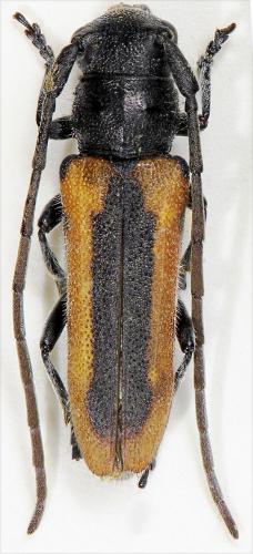 Réf. 274 320 : Phytoecia praetextata nigricollis