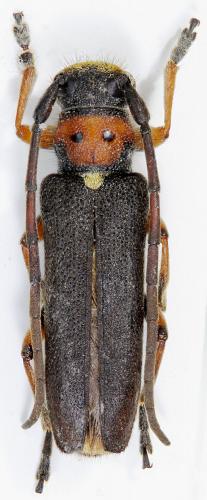 Phytoecia astarte perrini
