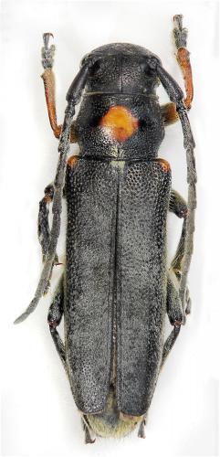 Réf. 274 354 : Phytoecia paulusi bludanica
