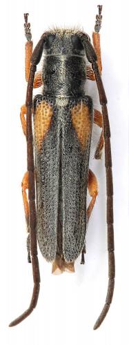 Réf. 274 378 : Phytoecia vittipennis leuthneri
