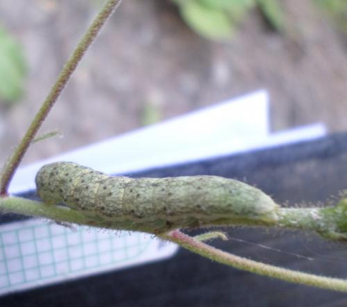 Réf. 274 560 : Hecatera bicolorata