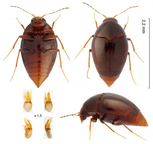 Scaphisoma boleti
