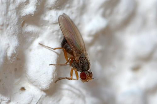 Réf. 274 170 : Scaptomyza pallida