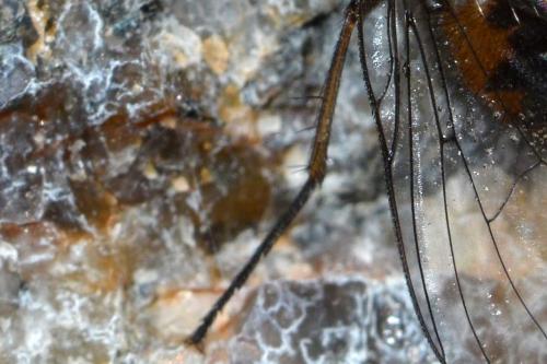 Phaonia subventa