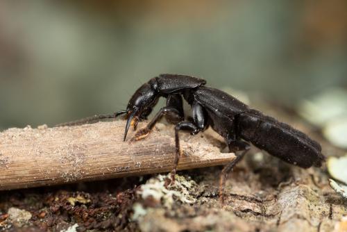 Tasgius sp.