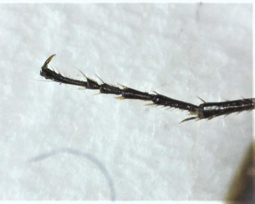 Réf. 274 590 : Agonum gracile