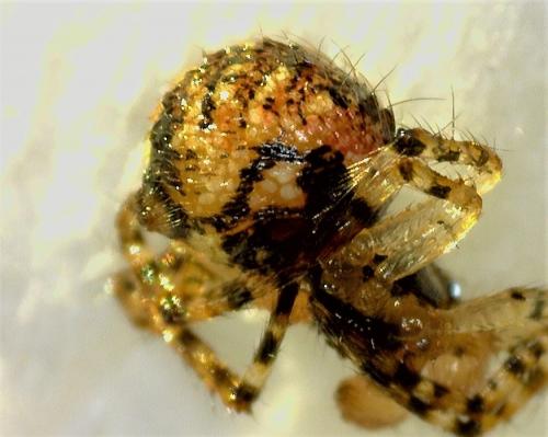 Theridion sp.