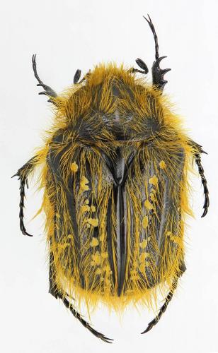 Tropinota vittula
