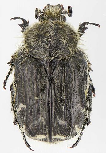 Tropinota hirtiformis
