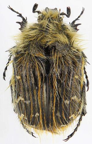 Tropinota turanica