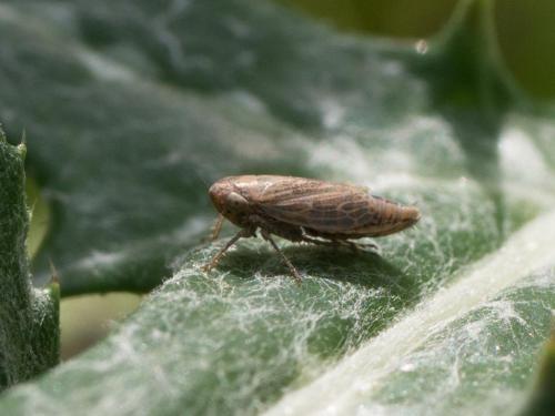 Réf. 274 716 : Deltocephalinae inconnu