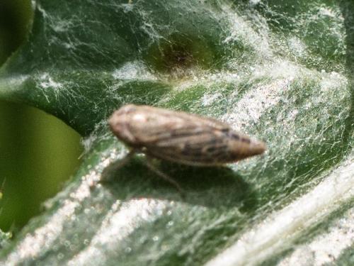 Réf. 274 715 : Deltocephalinae inconnu