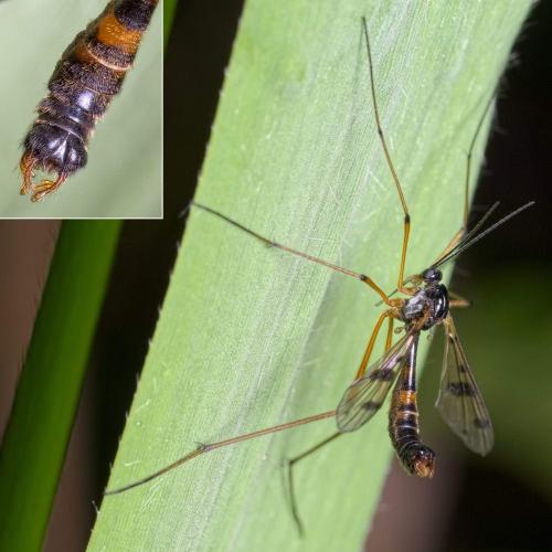 Ptychoptera contaminata