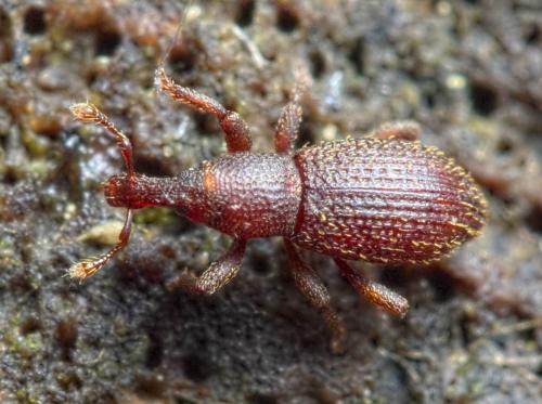 Cotaster cuneipennis