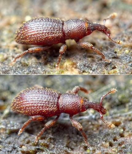 Réf. 274 736 : Cotaster cuneipennis