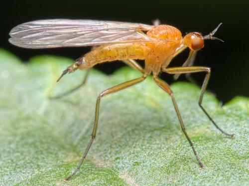 Empis lutea