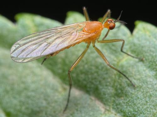 Empis lutea