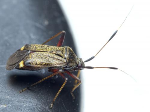 Closterotomus biclavatus