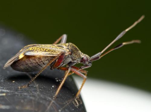 Closterotomus biclavatus