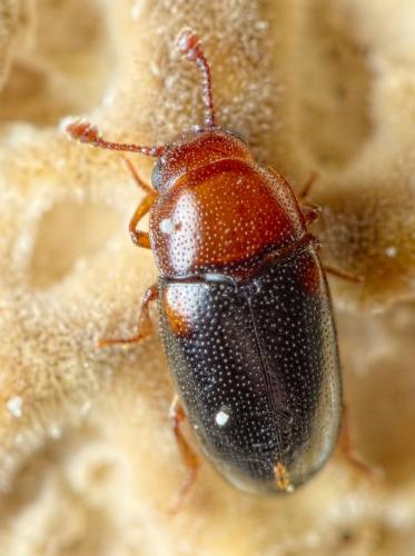 Dacne bipustulata